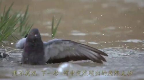 溜出去50多个小时 这只和平鸽刚到家
