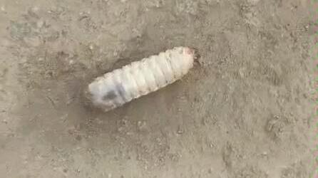 河南多地遭“小白虫”侵袭