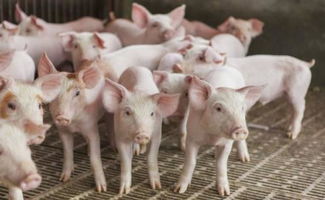 女子花10万云养猪生重病难退钱