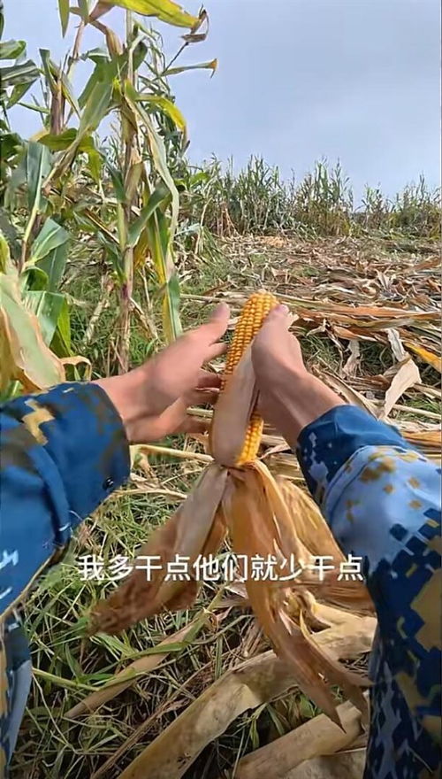 大学生国庆8天假掰了7天半玉米
