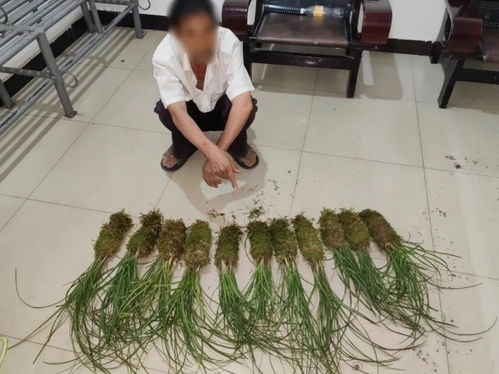男子非法采挖7株野生兰花 被判缓刑