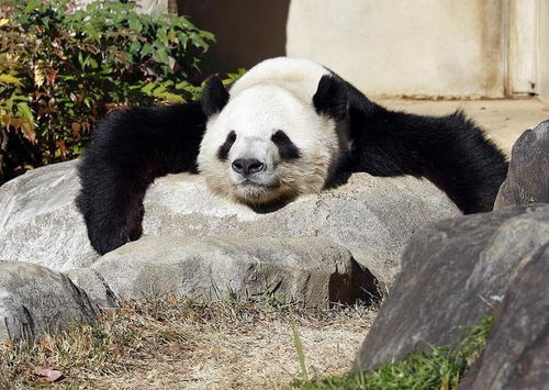 最后两只旅日大熊猫27日启程回中国