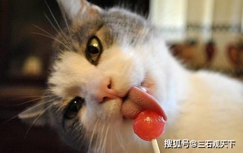 猫咪浑身带火冲进店铺求助