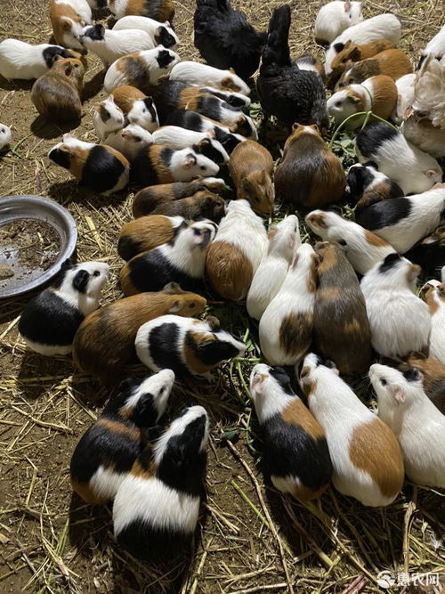 荷兰猪多少钱一个市场价