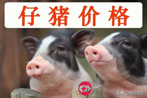蓝耳猪市场价多少钱一只
