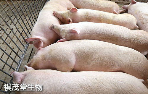猪价养殖成本多少钱一斤