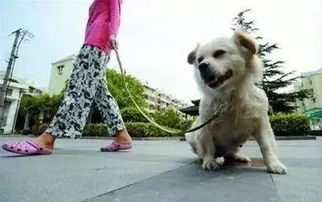 主人解开狗绳 2只狗将路人撕咬致死